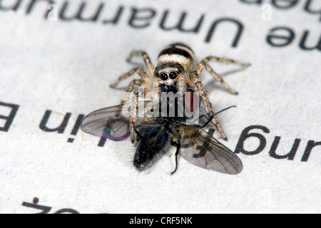 Zebra jumper (Salticus scenicus), femmina con la preda Foto Stock