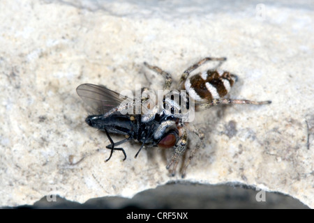 Zebra jumper (Salticus scenicus), femmina con la preda Foto Stock