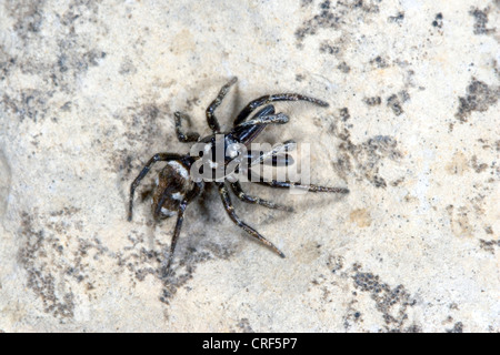 Zebra jumper (Salticus scenicus), maschio Foto Stock