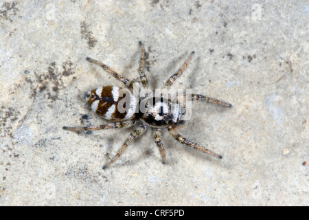 Zebra jumper (Salticus scenicus), femmina seduto su di una pietra Foto Stock