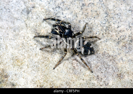 Zebra jumper (Salticus scenicus), maschile seduto su di una pietra Foto Stock