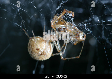 Casa spider, American casa comune spider, comune casa americana spider, domestici spider (Achaearanea tepidariorum), femmina con la preda Foto Stock