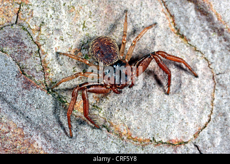 Il ragno granchio (Coriarachne depressa), femmina su legno morto Foto Stock