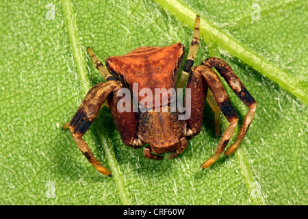 Il ragno granchio (Pistius truncatus), femmina seduto su una foglia Foto Stock