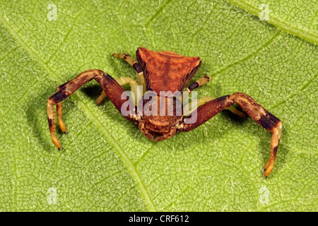Il ragno granchio (Pistius truncatus), femmina seduto su una foglia Foto Stock