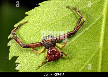 Il ragno granchio (Pistius truncatus), maschile seduto su una foglia Foto Stock