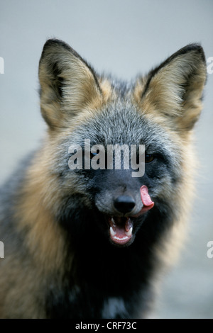 Red Fox (Vulpes vulpes vulpes), cross fox, Canada Foto Stock