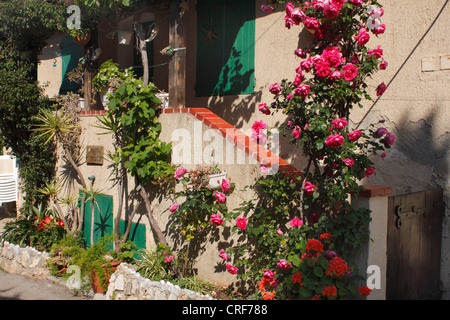 Fiori nella parte anteriore di scale su isola di Sainte Marguerite, Francia, Cannes Foto Stock