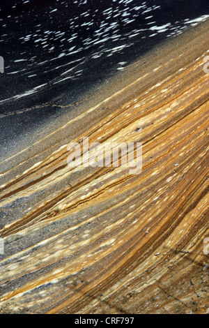 Scum galleggiante sul canale di acqua dolce in Walberswick paludi Suffolk East Anglia England Regno Unito Foto Stock