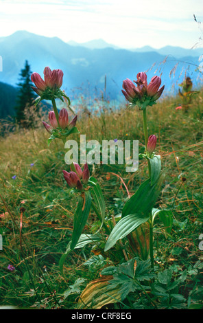 Pannonica genziana, ungherese genziana, Marrone genziana (Gentiana pannonica), piante in fiore di fronte a un panorama di montagna, le Alpi Foto Stock