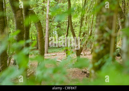 Forest visto attraverso le foglie degli alberi Foto Stock