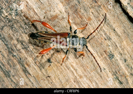 Longhorn beetle (Stenopterus rufus), sul legno morto Foto Stock