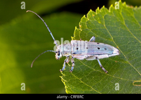 Longhorn beetle (Saperda octopunctata), su una foglia Foto Stock