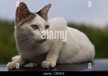 Thai Cat ritratto Foto Stock