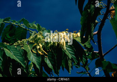 Ylang-ylang (Cananga odorata), fiorisce, materie prime per profumo Foto Stock