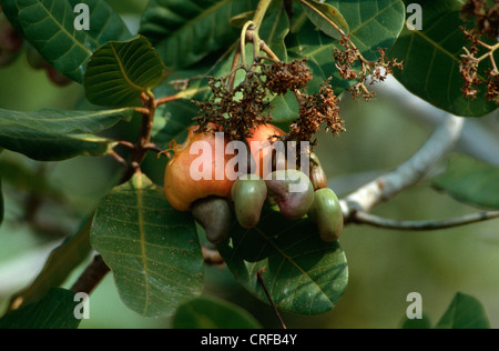 Anacardi (Excelsum occidentale), giovani frutti a un ramoscello Foto Stock