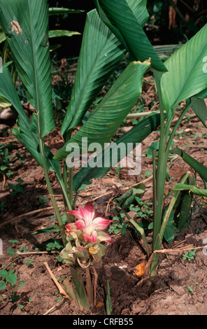 Lo zenzero, comune di zenzero, la cottura di zenzero, cantone di zenzero (Zingiber officinale), abitudine, fioritura Foto Stock