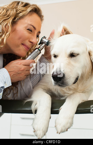 Veterinario esaminando un cane in ufficio Foto Stock