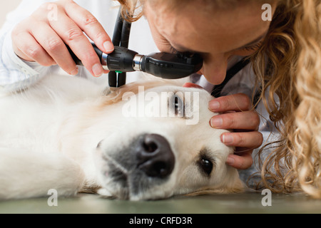 Veterinario esaminando un cane in ufficio Foto Stock