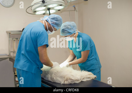 I veterinari lavorano su cane Foto Stock