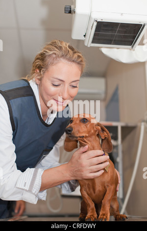 Veterinario petting cane in ufficio Foto Stock