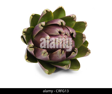 Carciofo globo coltivato a serra su sfondo bianco Foto Stock