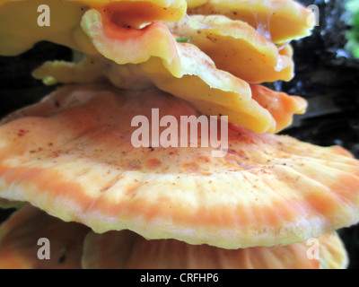 Pollo di boschi fungo (Laetiporus sulfurei) Foto Tony Gale Foto Stock