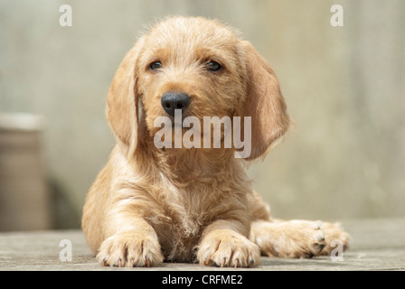 Otto settimane vecchio Basset Fauve de Bretagne cucciolo Foto Stock