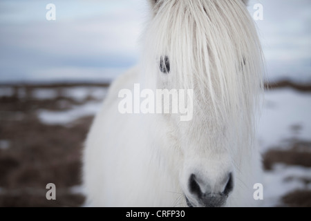 Close up di cavalli bianchi faccia Foto Stock