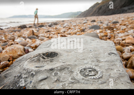 Ammonita fossili sulla famosa Charmouth spiaggia fossile, un sito patrimonio mondiale dell'UNESCO come parte della Jurassic Coast, Dorset, Regno Unito. Foto Stock