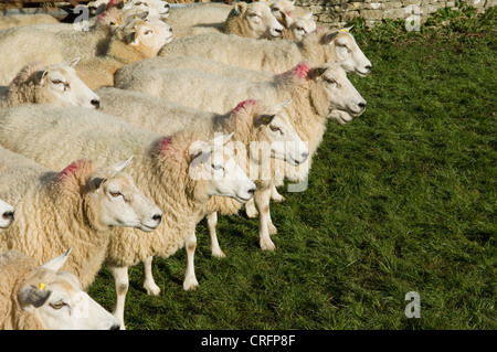 Gregge di pecore insieme permanente Foto Stock