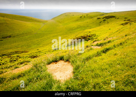 Un Badger sett su unimproved chalk prateria, un habitat rari su la costa del Dorset nei pressi di Lulworth. Foto Stock