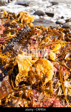 Alghe lavato fino sulla spiaggia dopo una tempesta di Kimmeridge Bay, Dorset, Regno Unito. Foto Stock