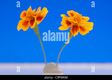 Due dwarf calendula fiori e stelo in putty Foto Stock