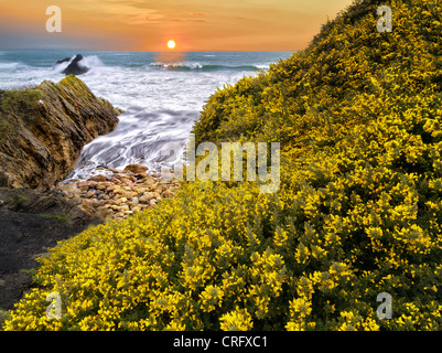 Fioritura di ginestre e onde. Harris Beach State Park, Oregon (Questa immagine è una illustrazione della foto ed è stato creato da cinque indotta Foto Stock