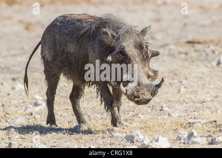 Warthog (Phacochoerus aethiopicus) nel Parco Nazionale di Etosha, Namibia. Foto Stock