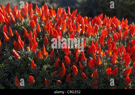 Guanaco-bush, lengua (Anarthrophyllum desideratum var. desideratum) fioritura Mignez strada 40 Santa Cruz provincia argentina Foto Stock