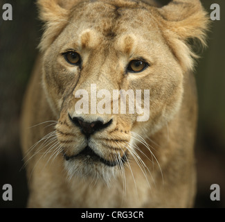 Ritratto di una leonessa asiatica Foto Stock