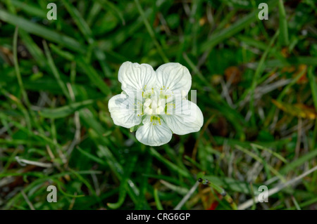 Erba-di-PARNASSUS Parnassia palustris (Saxifragaceae) Foto Stock