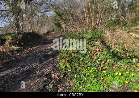 Parte dei prati Kingcombe riserva naturale Dorset Regno Unito Foto Stock