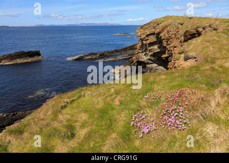 La parsimonia o mare rosa (Armeria maritima) fiori sulla costa percorso su seacliffs a Burwick South Ronaldsay Isole Orcadi Scozia UK Foto Stock