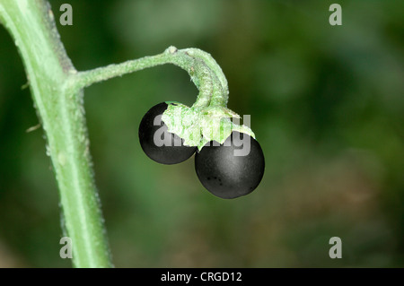 Erba MORELLA Solanum nigrum (Solanaceae) Foto Stock