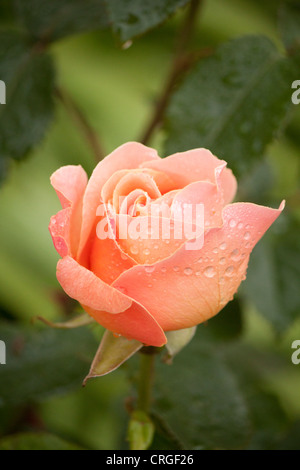 Miscela di rosa. Profumo fruttato. Fiore grande forma. Fiorisce in vampate durante tutta la stagione. Isobel Derby rosa tea ibrida Foto Stock