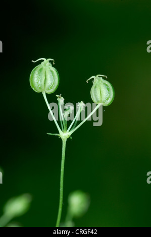 BLADDERSEED Physospermum cornubiense Foto Stock