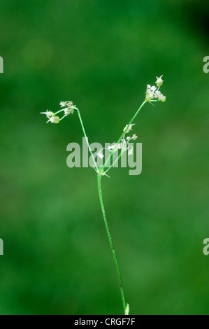 BLADDERSEED Physospermum cornubiense Foto Stock