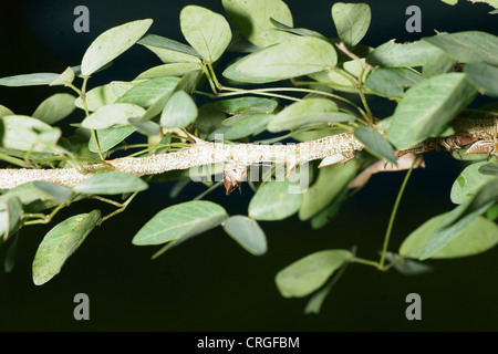 Thorn Tree larve di tramoggia, Umbonia crassicornis, imita le spine di un impianto nella speranza di evitare i predatori. Vari colori attraverso le larve Foto Stock