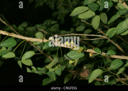 Thorn Tree larve di tramoggia, Umbonia crassicornis, imita le spine di un impianto nella speranza di evitare i predatori. Vari colori attraverso le larve Foto Stock