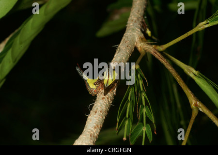 Thorn Tree larve di tramoggia, Umbonia crassicornis, imita le spine di un impianto nella speranza di evitare i predatori. Vari colori attraverso le larve Foto Stock