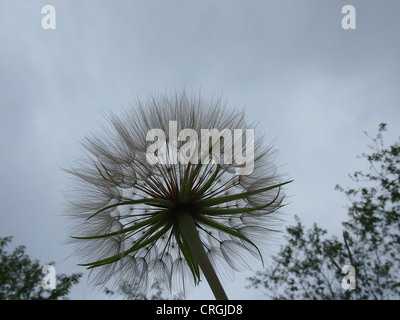 Goatsbeard seme head, sullo sfondo del cielo Foto Stock