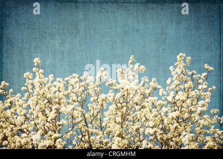 Un Bradford Pear Tree fiorisce in primavera - Artistica trame applicate Foto Stock